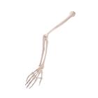 Human Arm Skeleton Model, Wire Mounted